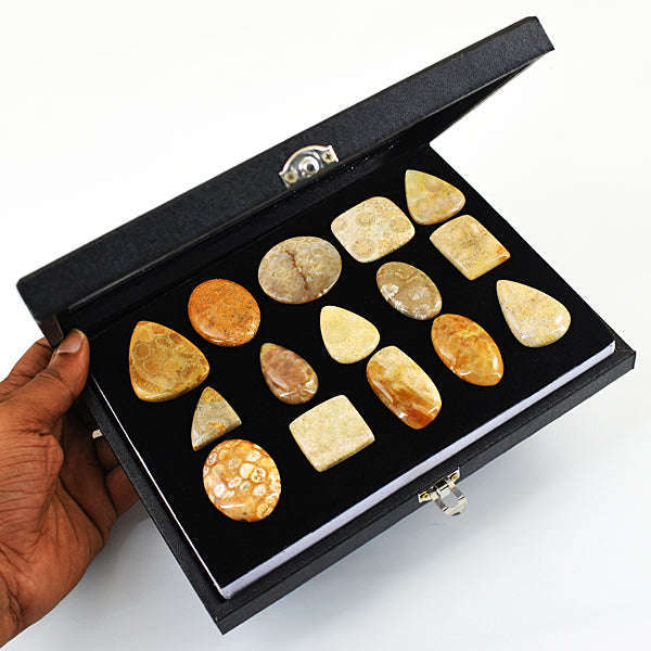 gemsmore:Amazing Coral Fossil Untreated Gemstone Cabochon Lot