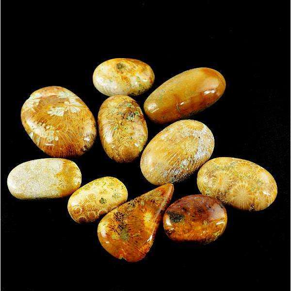 gemsmore:Amazing Natural Coral Fossil Untreated Loose Gemstone Lot