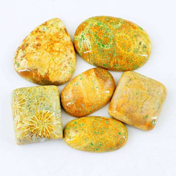 gemsmore:Amazing Natural Coral Fossil Untreated Loose Gemstone Lot