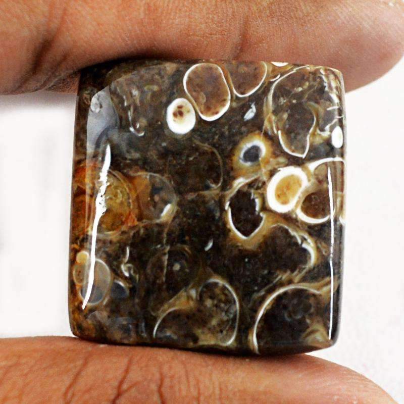 gemsmore:Amazing Natural Crinoid Fossil Gemstone