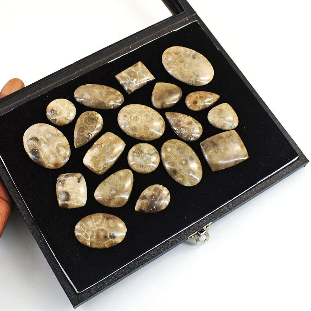 gemsmore:Beautiful Coral Fossil Untreated Gemstone Cabochon Lot