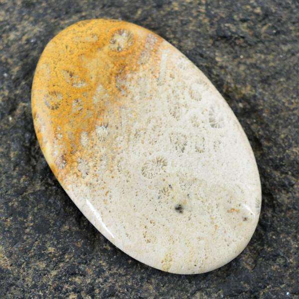 gemsmore:Genuine Coral Fossil Oval Shape Loose Gemstone