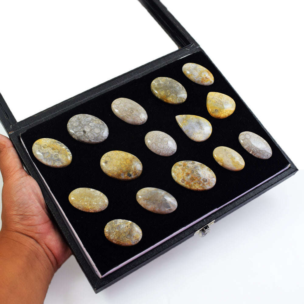 gemsmore:Genuine Coral Fossil Untreated Gemstone Cabochon Lot