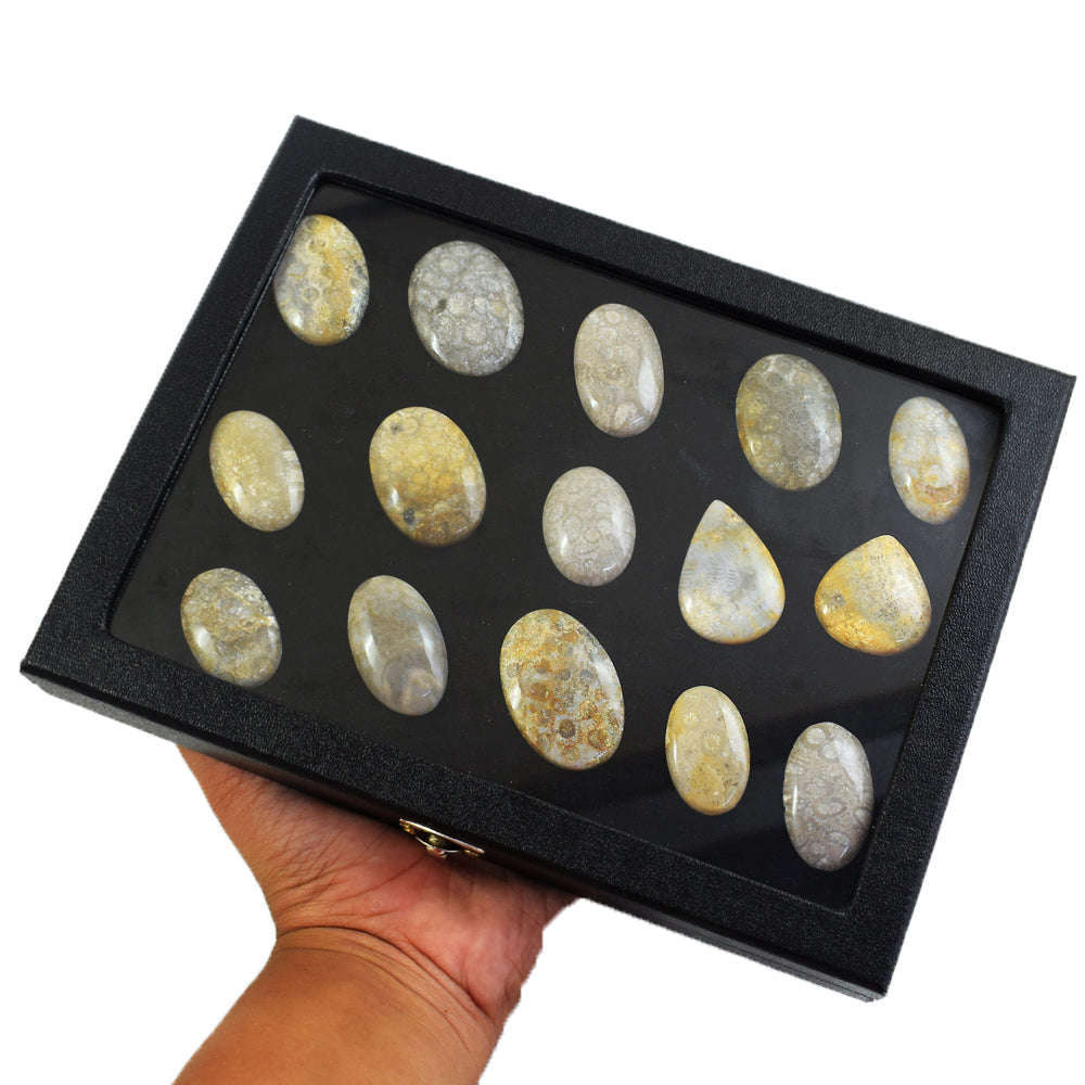 gemsmore:Genuine Coral Fossil Untreated Gemstone Cabochon Lot