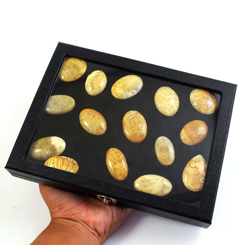 gemsmore:Genuine Coral Fossil Untreated Gemstone Cabochon Lot