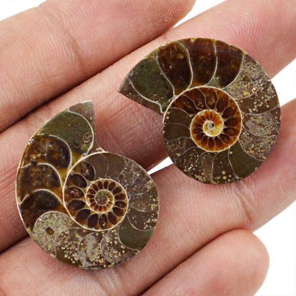gemsmore:Natural Ammonite Gems Pair