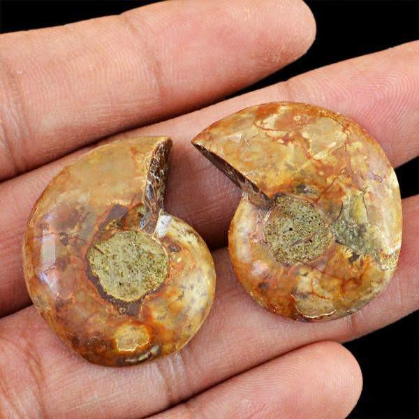 gemsmore:Natural Ammonite Gemstone Pair
