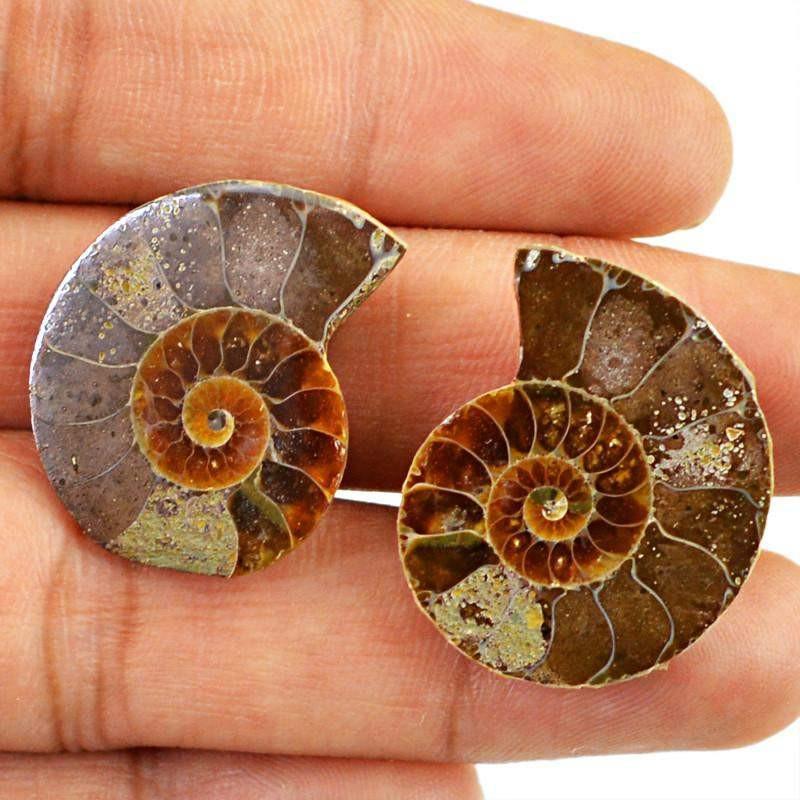 gemsmore:Natural Ammonite Loose Gemstone Pair