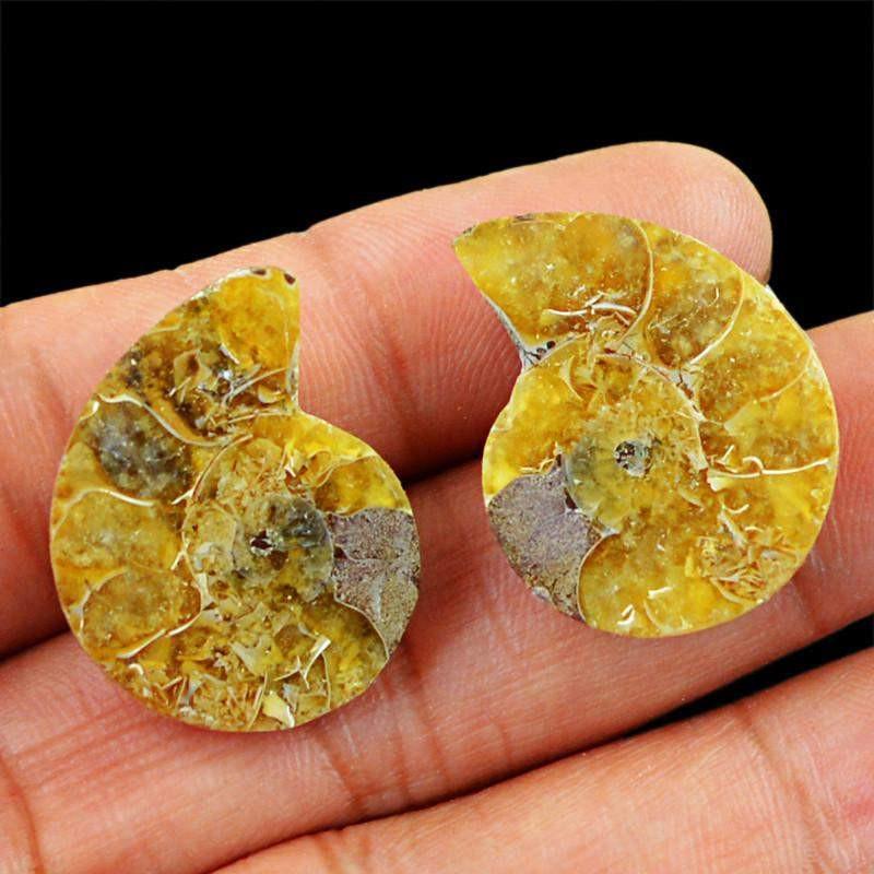gemsmore:Natural Ammonite Untreated Loose Gemstone Pair