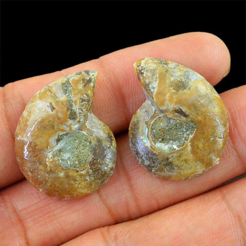 gemsmore:Natural Ammonite Untreated Loose Gemstone Pair