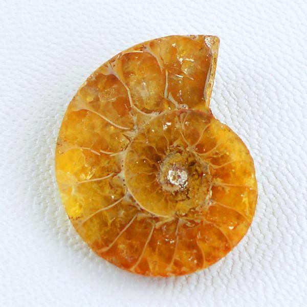 gemsmore:Natural Untreated Ammonite Genuine Gemstone