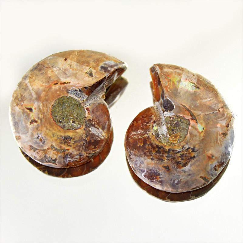 gemsmore:Natural Untreated Ammonite Loose Gemstone Pair